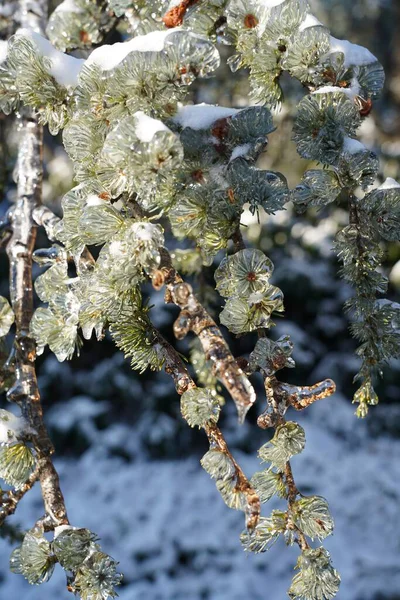 Крупним Планом Сніг Лід Покриті Сосновими Деревами Взимку — стокове фото
