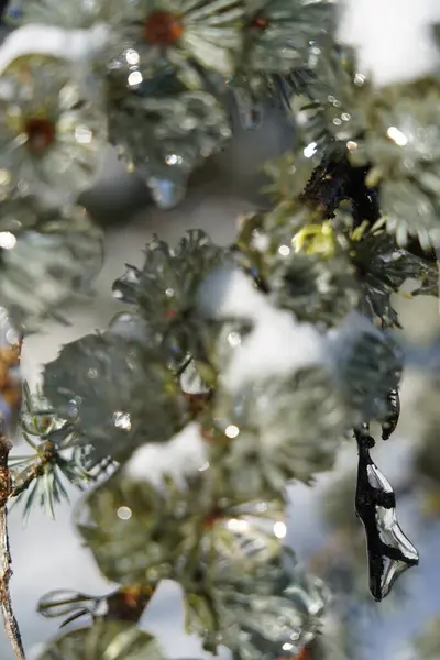 겨울의 소나무를 — 스톡 사진