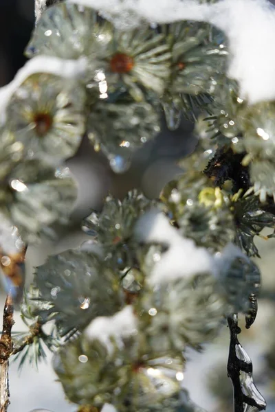冬は雪と氷に覆われた松の木のクローズアップ — ストック写真