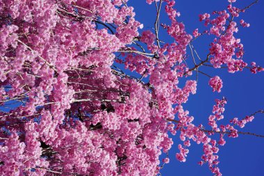 Bir bahar günü güneşin altında sallanan ağaçlardaki güzel pembe çiçekler.