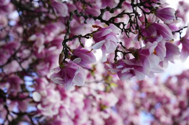 Bir bahar günü güneşin altında sallanan ağaçlardaki güzel pembe çiçekler.