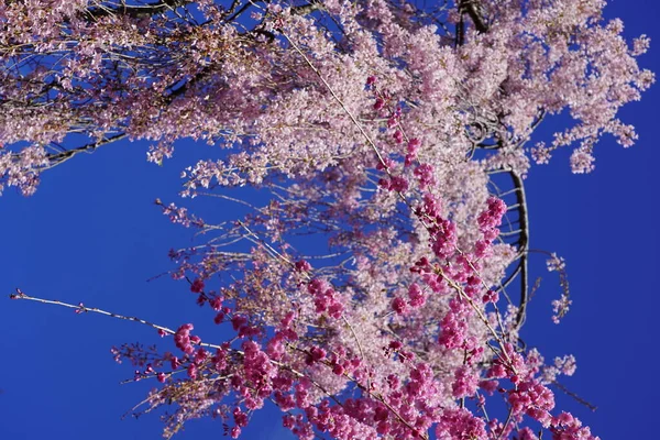 Schöne Rosa Blumen Auf Bäumen Die Einem Frühlingstag Der Sonne — Stockfoto