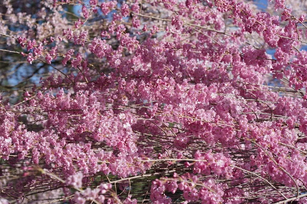 Bellissimi Fiori Rosa Sugli Alberi Che Ondeggiano Sole Giorno Primavera — Foto Stock