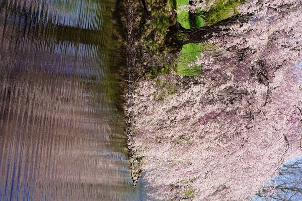 春の日に太陽の下で揺れる木々の上に美しいピンクの花 — ストック写真