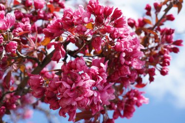 Bir bahar günü güneşin altında sallanan ağaçlardaki güzel pembe çiçekler.