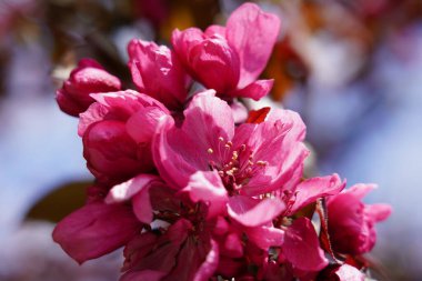 Bir bahar günü güneşin altında sallanan ağaçlardaki güzel pembe çiçekler.