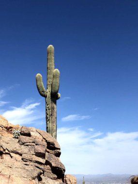 Güzel Scottsdale Arizona Çölü