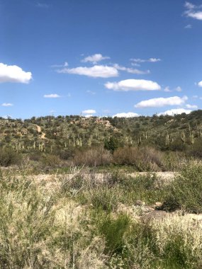 Güzel Scottsdale Arizona Çölü