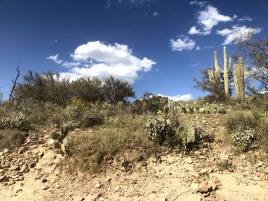 Güzel Scottsdale Arizona Çölü