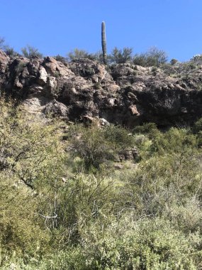 Güzel Scottsdale Arizona Çölü