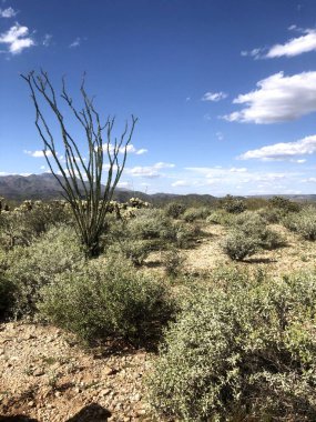 Güzel Scottsdale Arizona Çölü