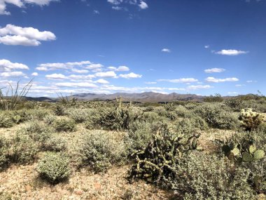 Güzel Scottsdale Arizona Çölü