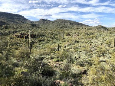 Güzel Scottsdale Arizona Çölü
