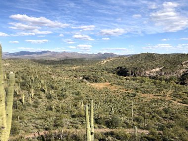 Güzel Scottsdale Arizona Çölü