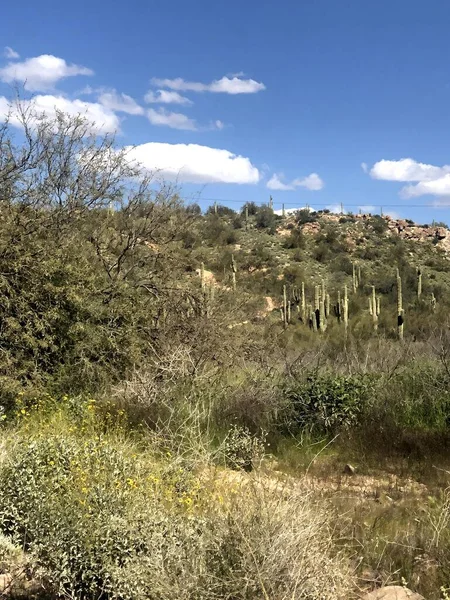 Schöne Wüste Scottsdale Arizona — Stockfoto