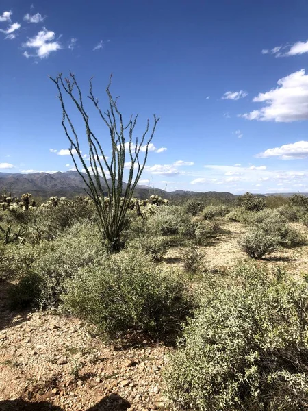 Güzel Scottsdale Arizona Çölü — Stok fotoğraf