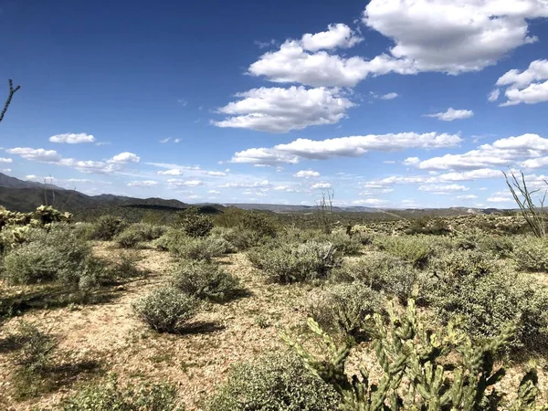 Gyönyörű Scottsdale Arizona Sivatag — Stock Fotó