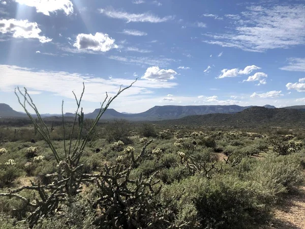 Hermoso Desierto Scottsdale Arizona —  Fotos de Stock