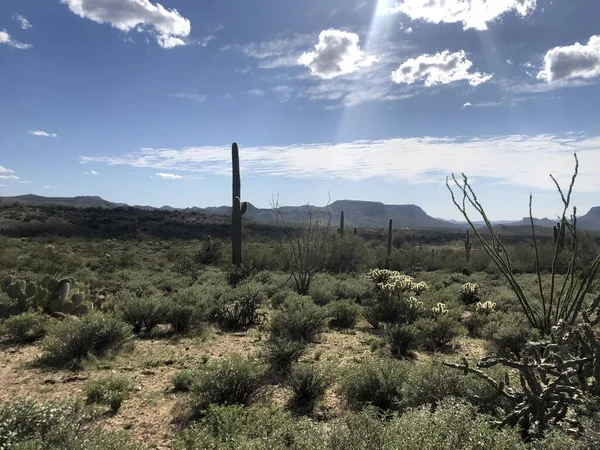 Schöne Wüste Scottsdale Arizona — Stockfoto