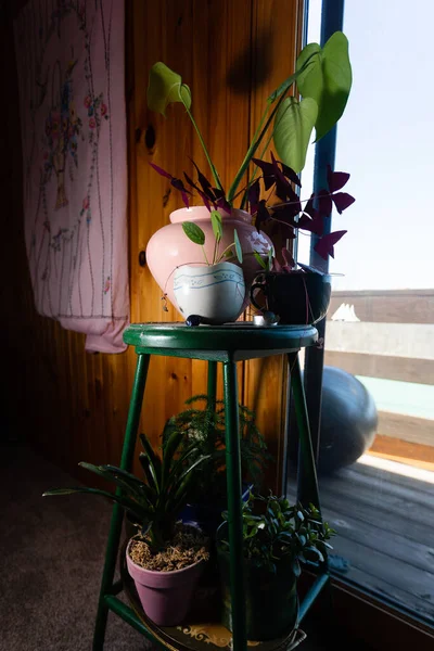 Tabouret Multi Niveaux Recouvert Plantes Pot Dans Une Maison Murale — Photo
