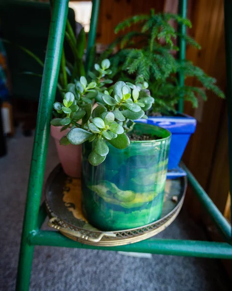 Leafy green houseplant in green blue yellow pot on green wooden shelf in front of a blue pot in a wood walled room