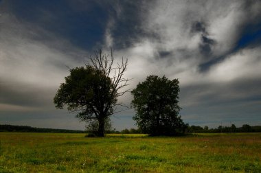 Drzewa na rozlewiskach Warty