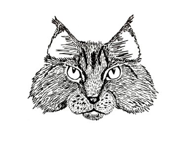 Elle çizim ana Rakun Kedi