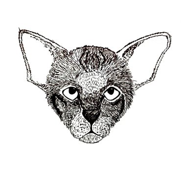 Elle çizim yapan oryantal kedi