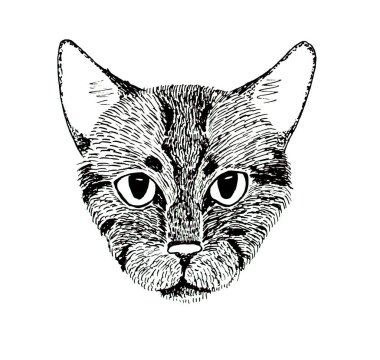 Elle çizim Bengal kedisi