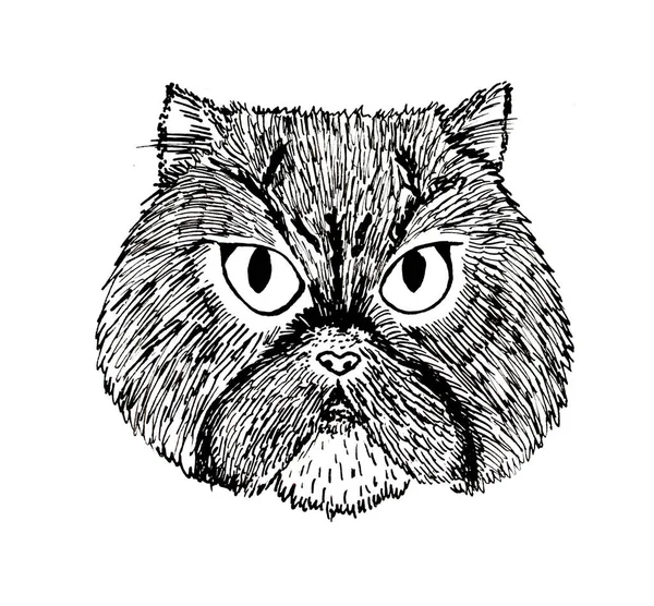 Ручне Малювання Перської Кішки — стокове фото