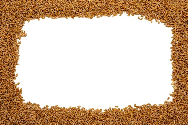 Buğday taneleri. Buğday dağılımını izole et