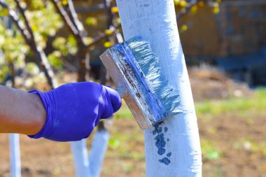  Bahçedeki ağaçların bahar beyazlatıcısı. Elma ağacının beyazlatılması. Ağaç koruması