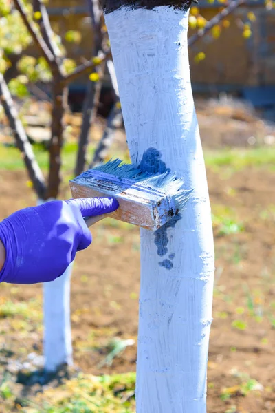  Bahçedeki ağaçların bahar beyazlatıcısı. Elma ağacının beyazlatılması. Ağaç koruması