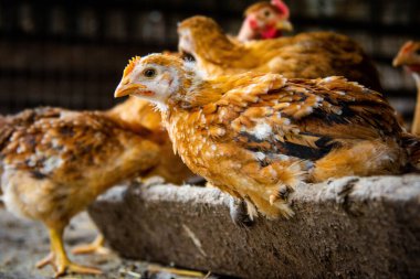 Kırmızı evcil tavuklar yaklaşıyor. Çiftlik hayvanları