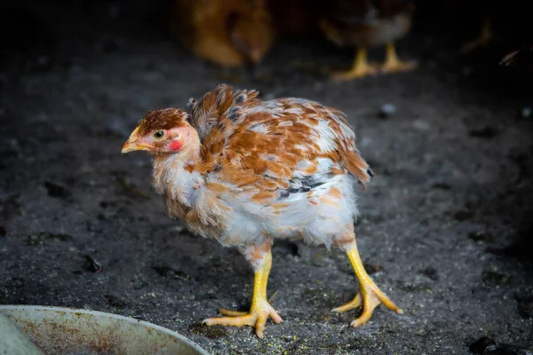 Kırmızı evcil tavuklar yaklaşıyor. Çiftlik hayvanları