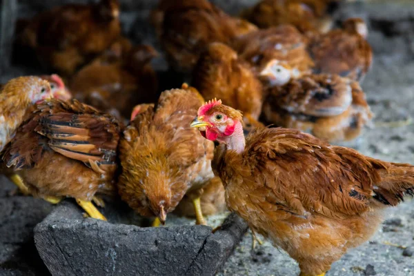 Kırmızı evcil tavuklar yaklaşıyor. Çiftlik hayvanları