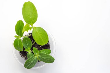 Beyaz arka planda izole edilmiş bir grup genç fidan. Manzaralı fidelerin fotoğrafı. Tohumlar nakil için hazır.