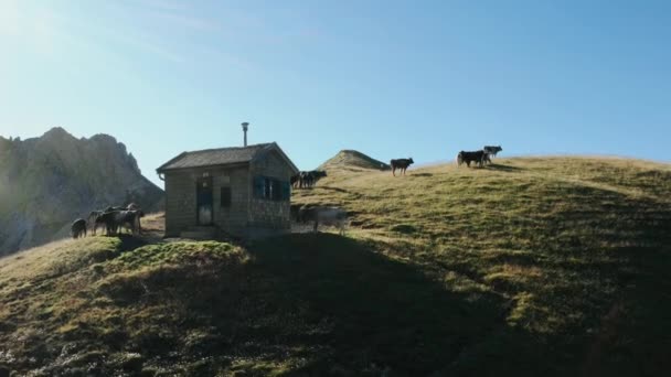 Voando nas montanhas da Áustria sobre uma cabana com vacas e belas vistas — Vídeo de Stock