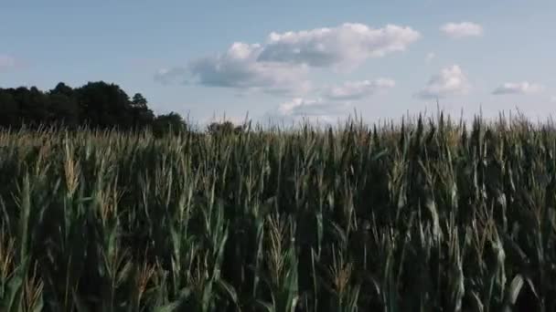 Span nær en majsmark om sommeren – Stock-video