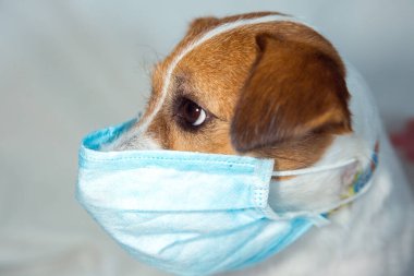 Jack Russell Terrier karantinada. Coronavirus. Tıbbi maskeler herkes için zorunludur..