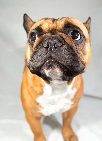 Rehkitz Französische Bulldogge Mit Weißer Brust — Stockfoto