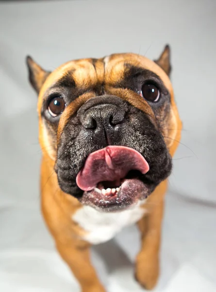 Rehkitz Französische Bulldogge Mit Weißer Brust — Stockfoto