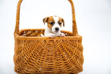Köpek yavruları Russell Terrier. Küçük yavrular hasır bir sepette oynarlar. Beyaz bir arkaplanda izole edilmiş.