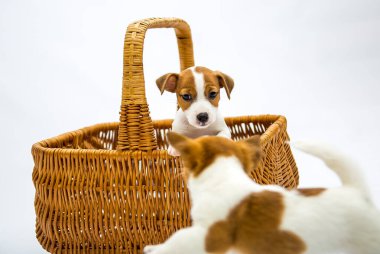 Köpek yavruları Russell Terrier. Küçük yavrular hasır bir sepette oynarlar. Beyaz bir arkaplanda izole edilmiş.