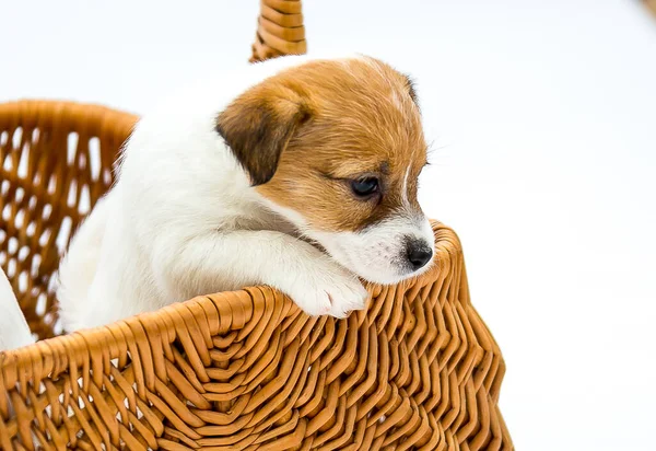 Filhotes Russell Terrier Filhotes Brincam Uma Cesta Vime Isolado Sobre — Fotografia de Stock