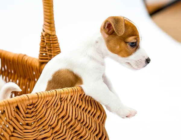 Filhotes Russell Terrier Filhotes Brincam Uma Cesta Vime Isolado Sobre — Fotografia de Stock
