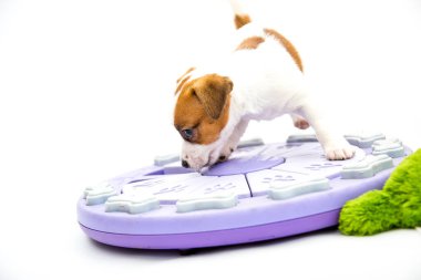 Küçük Jack Russell Terrier yavruları. Yavrular oyuncaklarla oynar. Beyaz arkaplan.