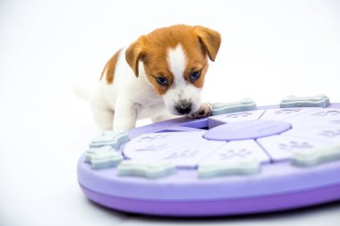 Küçük Jack Russell Terrier yavruları. Yavrular oyuncaklarla oynar. Beyaz arkaplan.