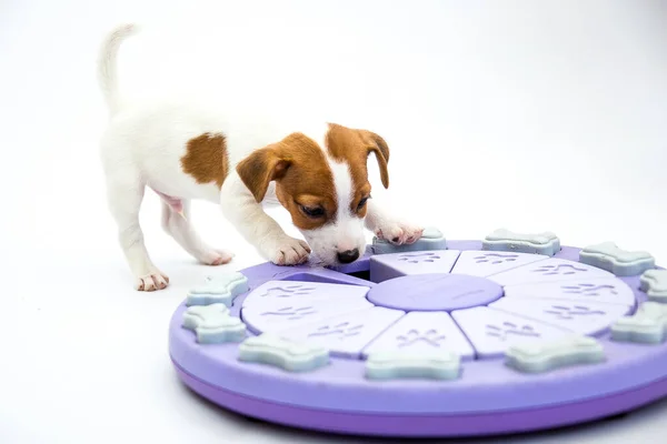 小杰克罗素Terrier小狗 小狗玩玩具 白人背景 — 图库照片