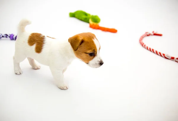 Pequenos Cachorrinhos Jack Russell Terrier Filhotes Brincam Com Brinquedos Fundo — Fotografia de Stock